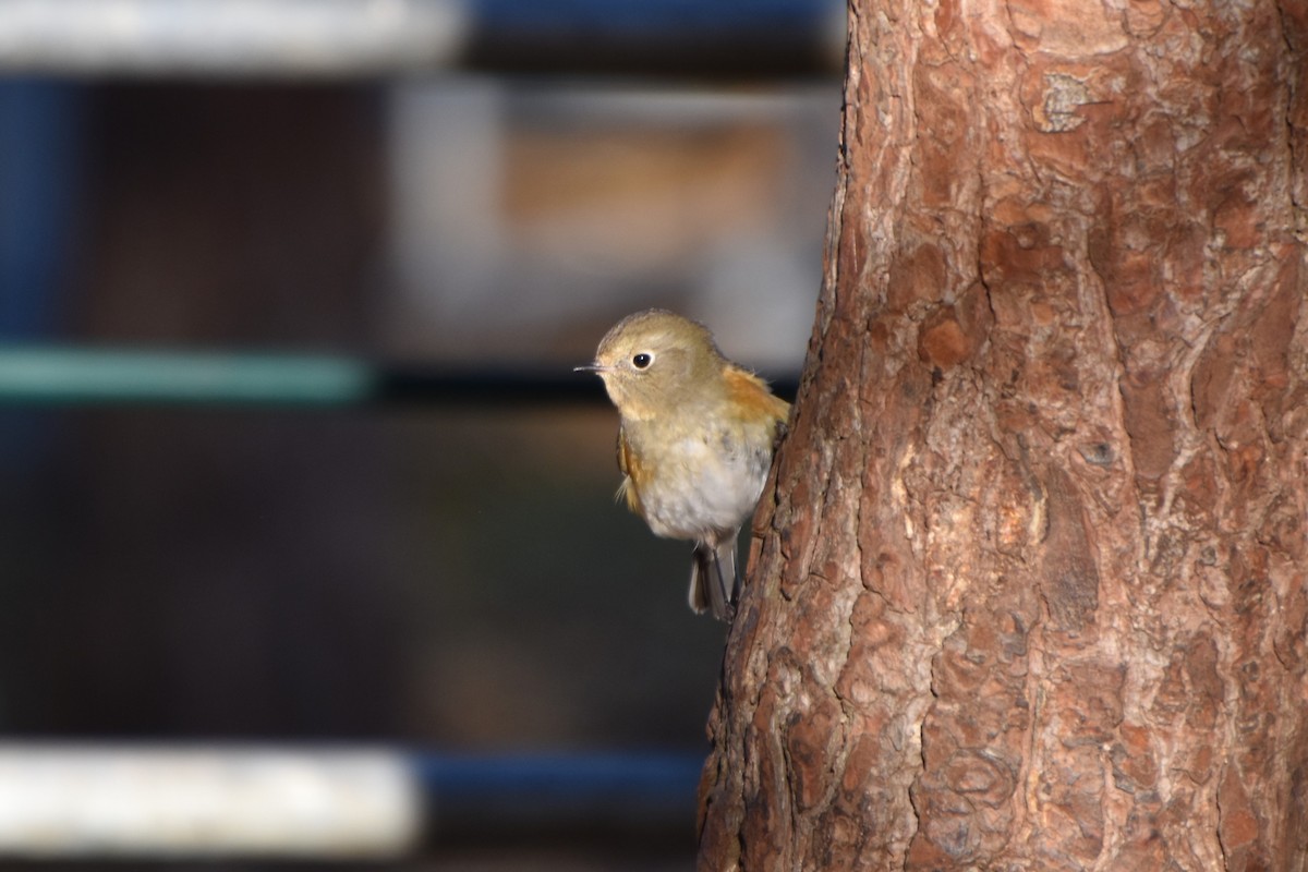 Red-flanked Bluetail - ML646402745