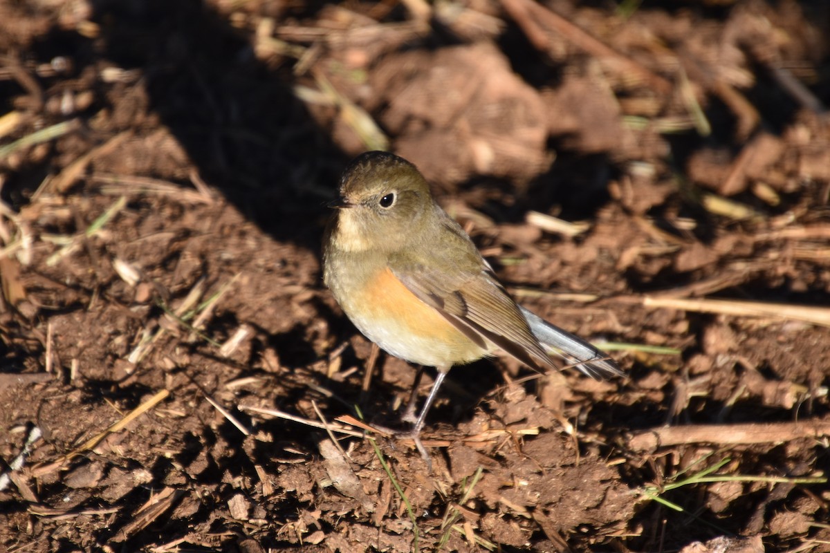 Red-flanked Bluetail - ML646402746