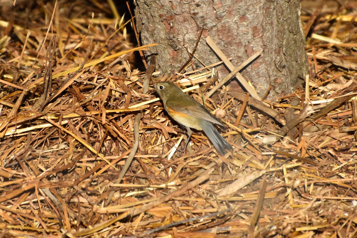 Red-flanked Bluetail - ML646402747