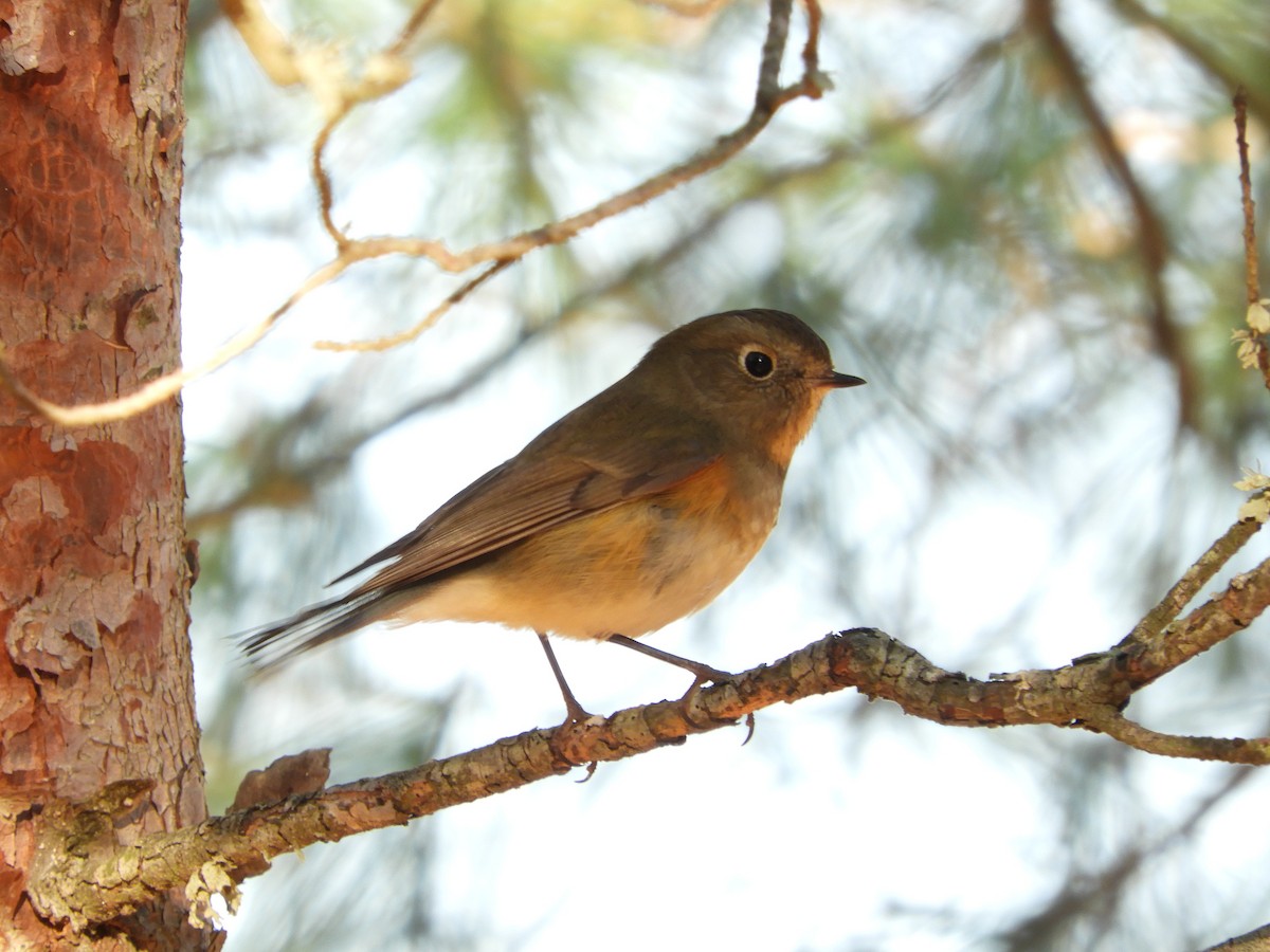 Red-flanked Bluetail - ML646402748