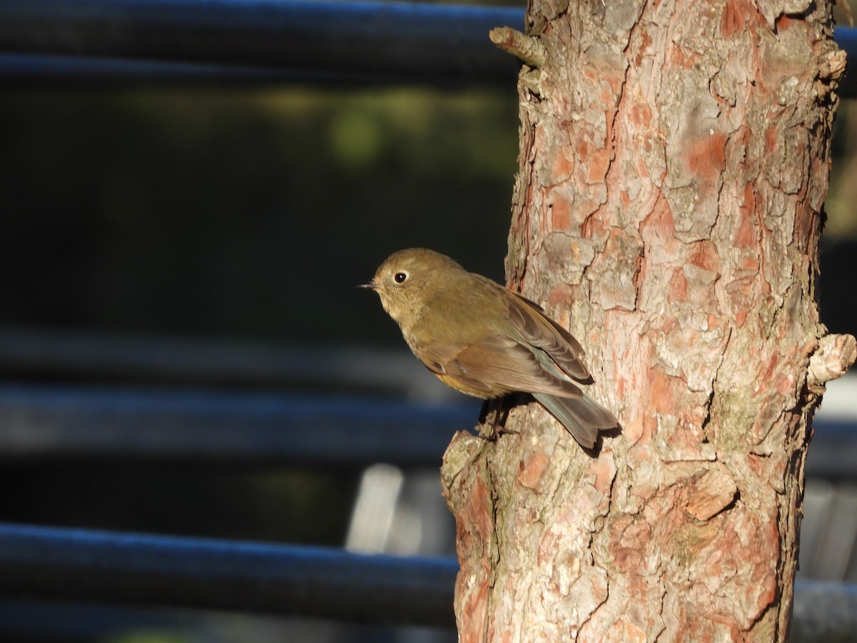 Red-flanked Bluetail - ML646402750