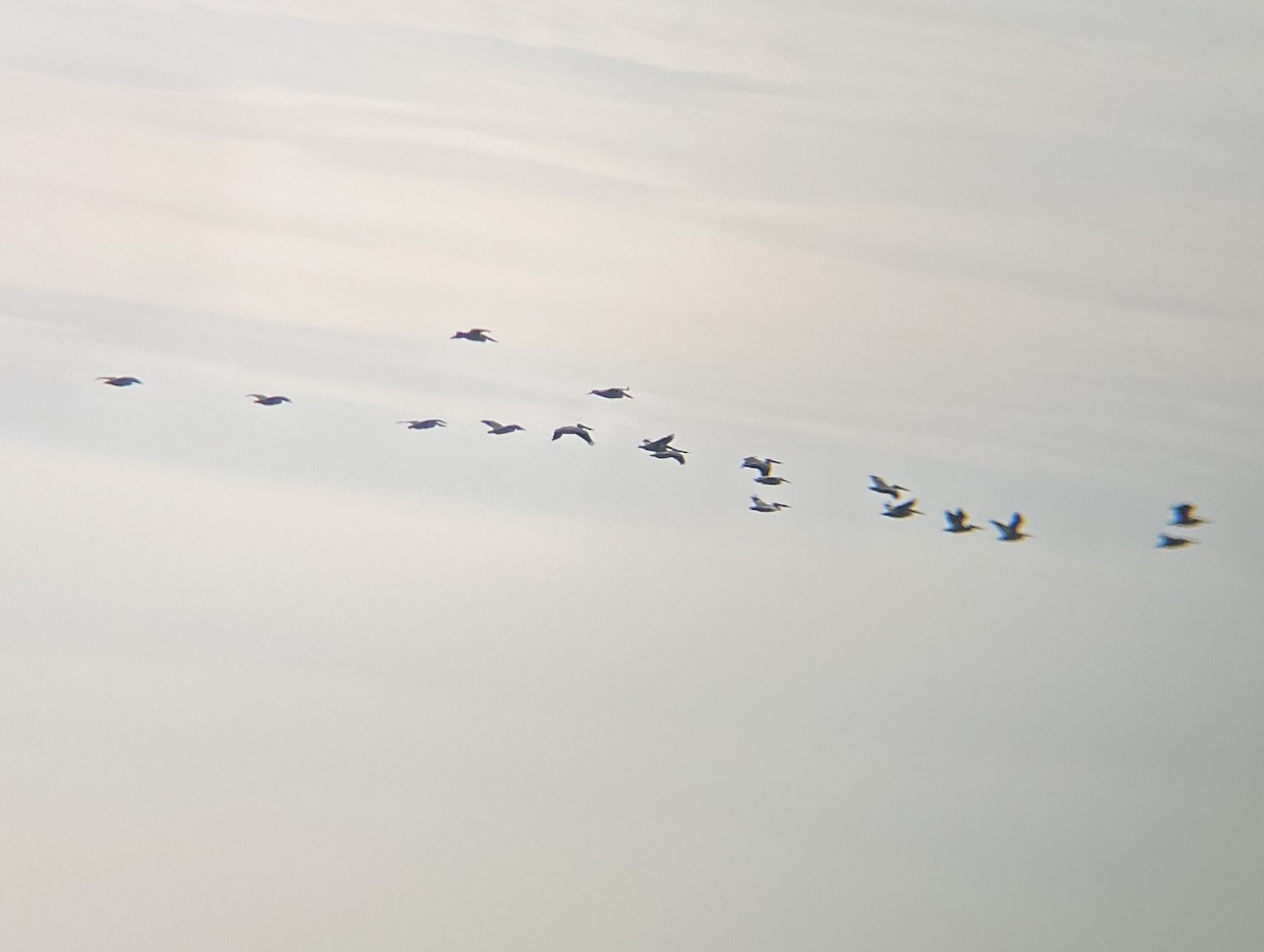 American White Pelican - ML646402751