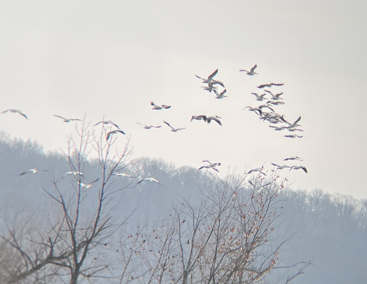 American White Pelican - ML646402752