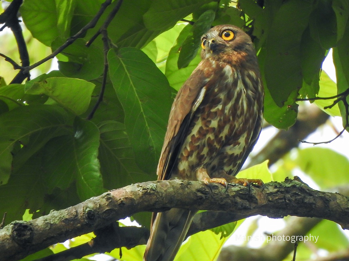 Ninoxe hirsute - ML646402753