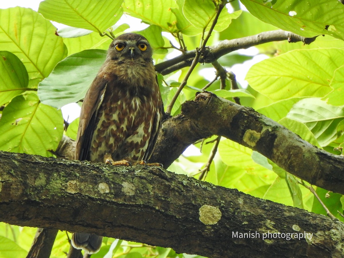 Ninoxe hirsute - ML646402754
