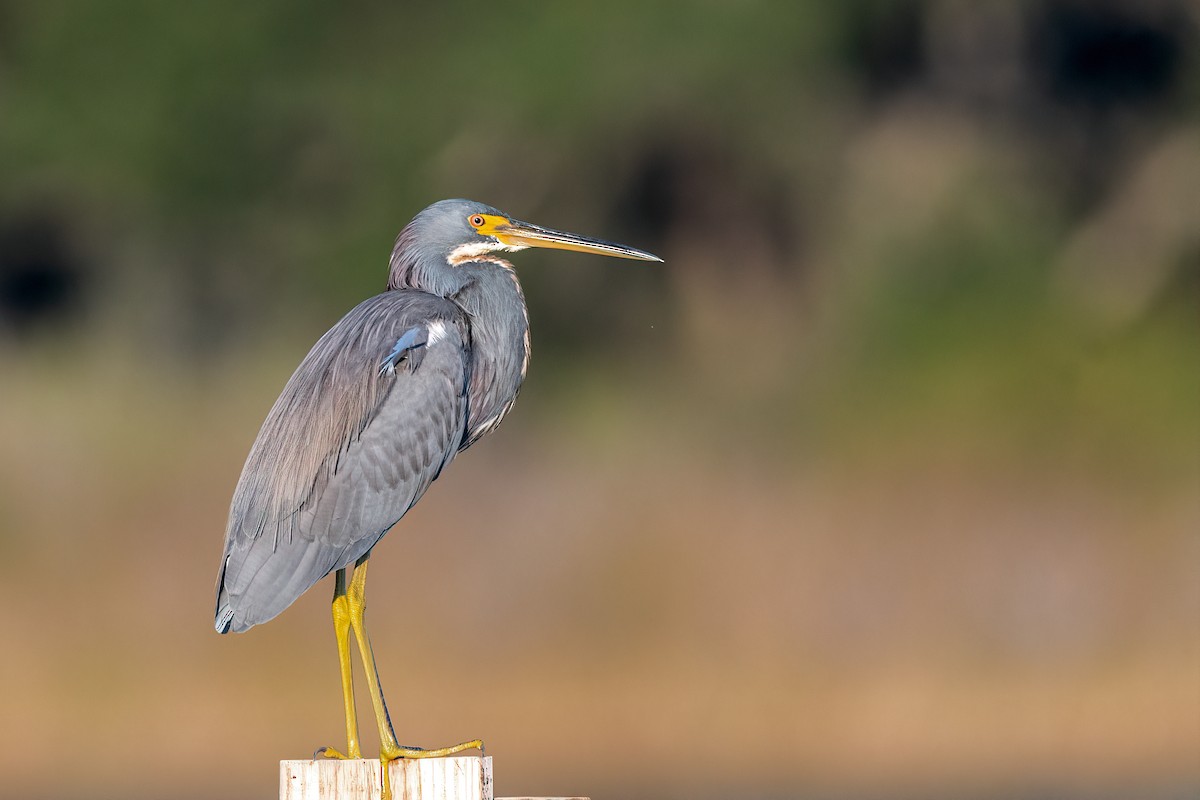 Tricolored Heron - ML646402755