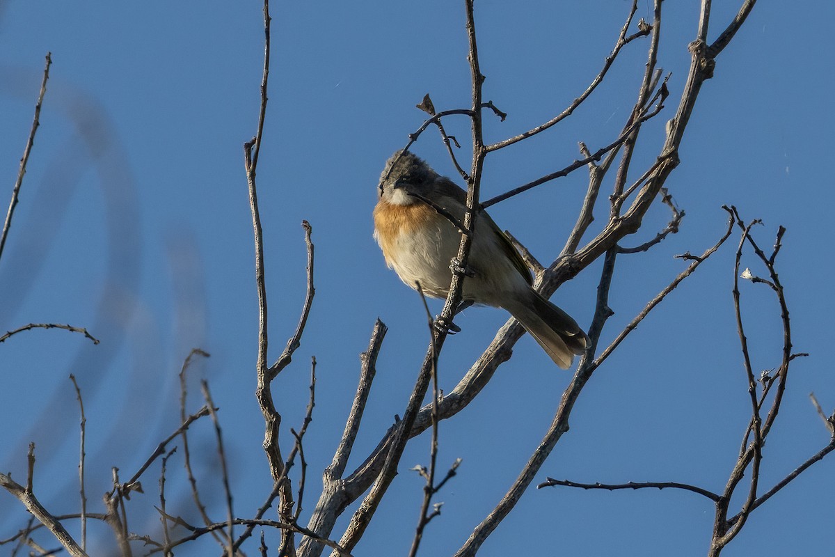 Rufous-banded Honeyeater - ML646402756