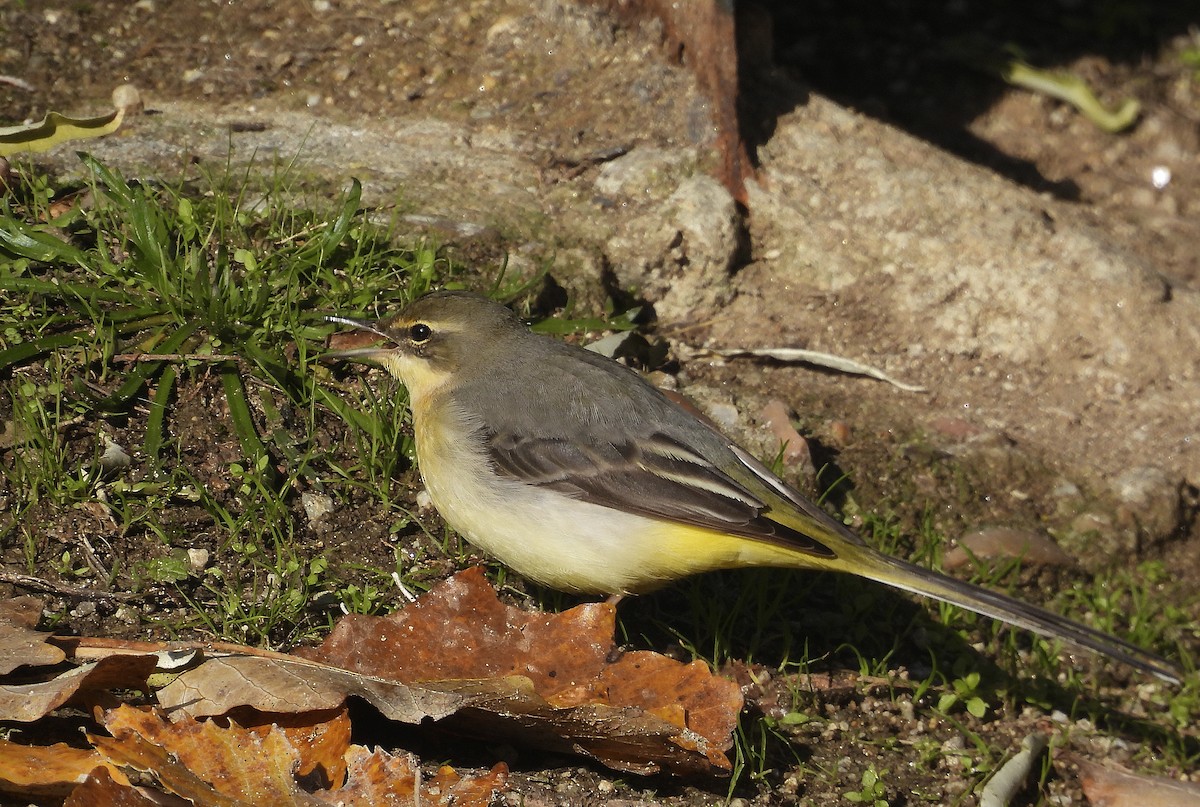 Уулын цэгцгий - ML646402757