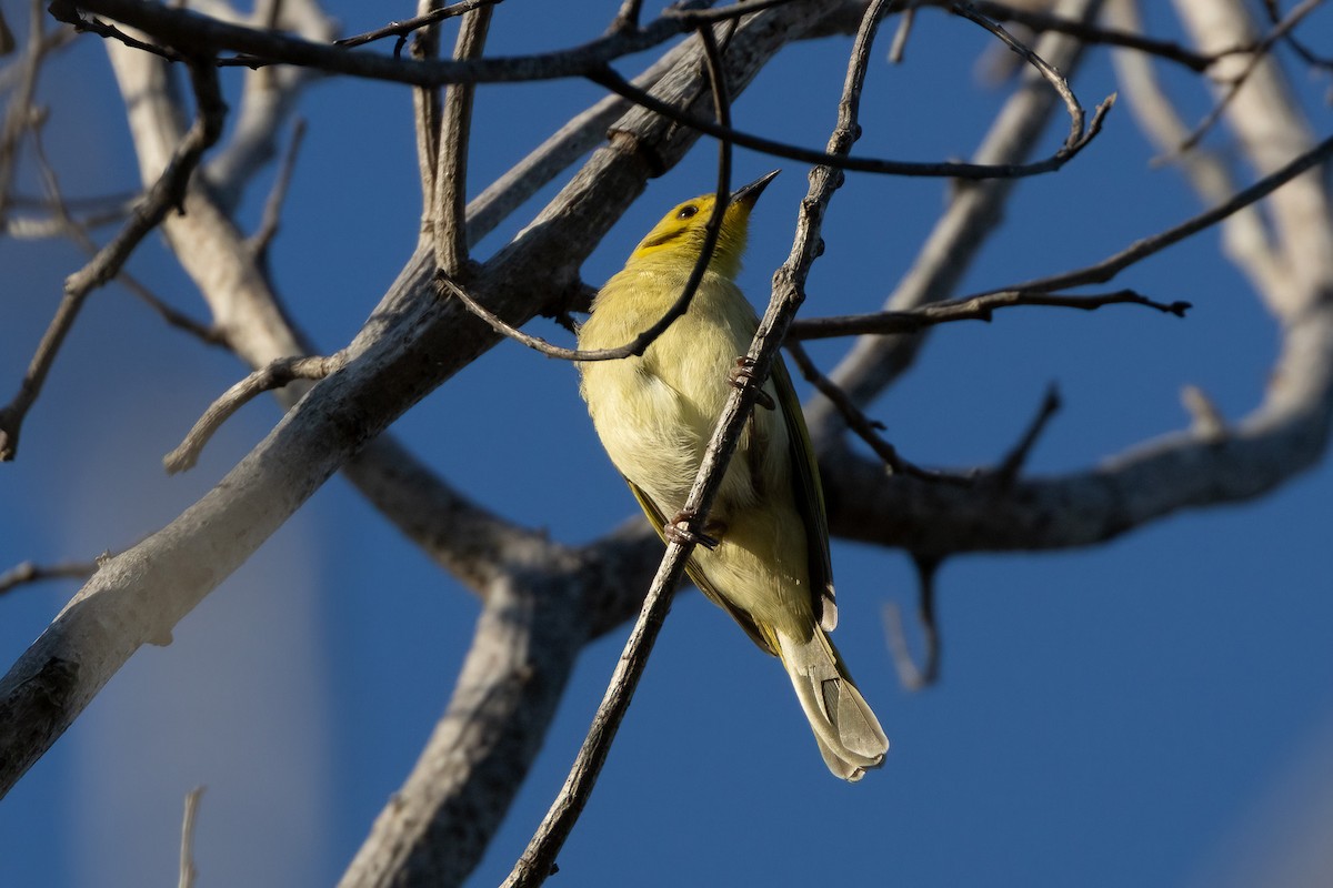 Yellow-tinted Honeyeater - ML646402768