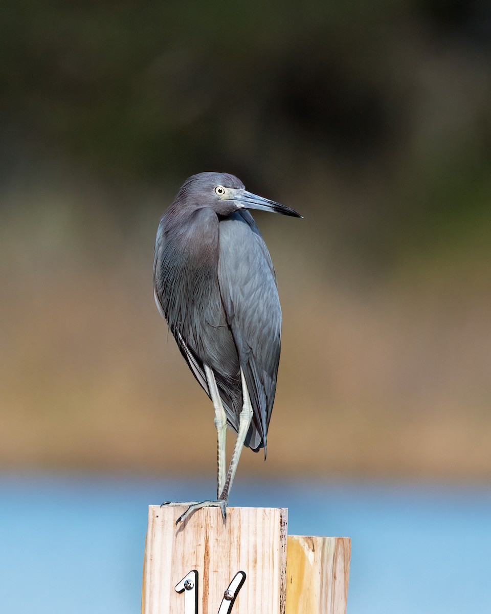 Little Blue Heron - ML646402769