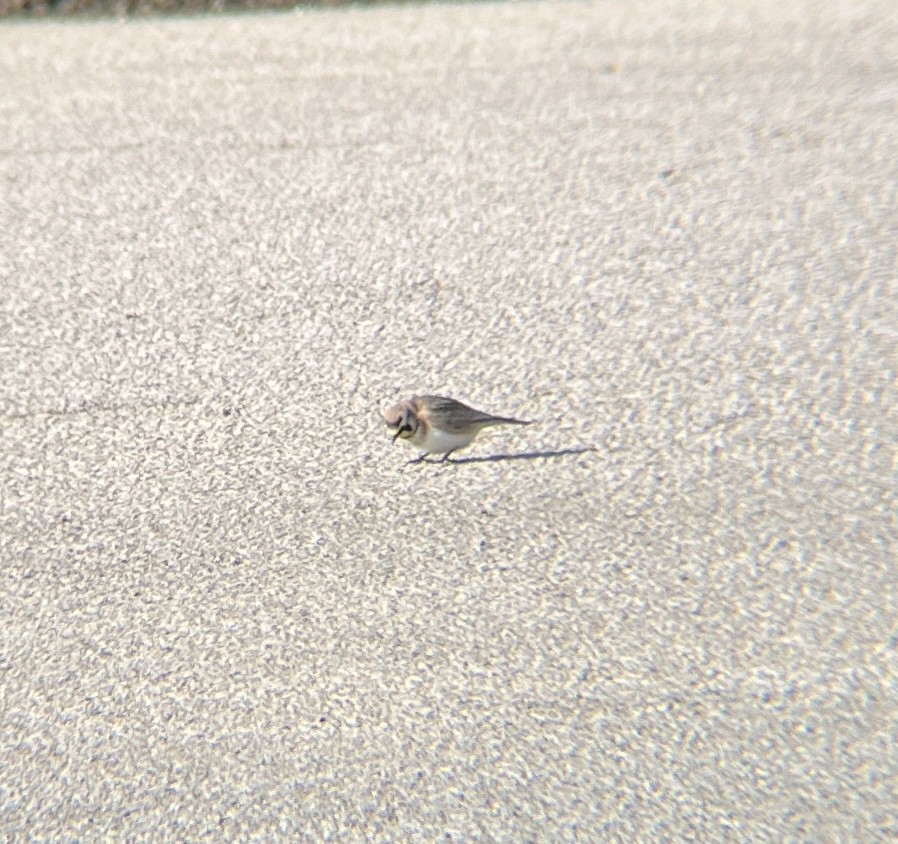 Horned Lark - ML646402770