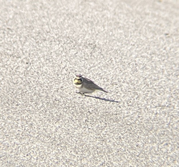 Horned Lark - ML646402771