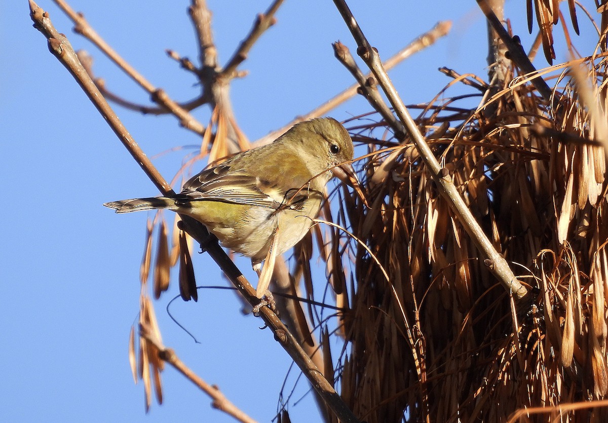 Дуулгат бужирга - ML646402773