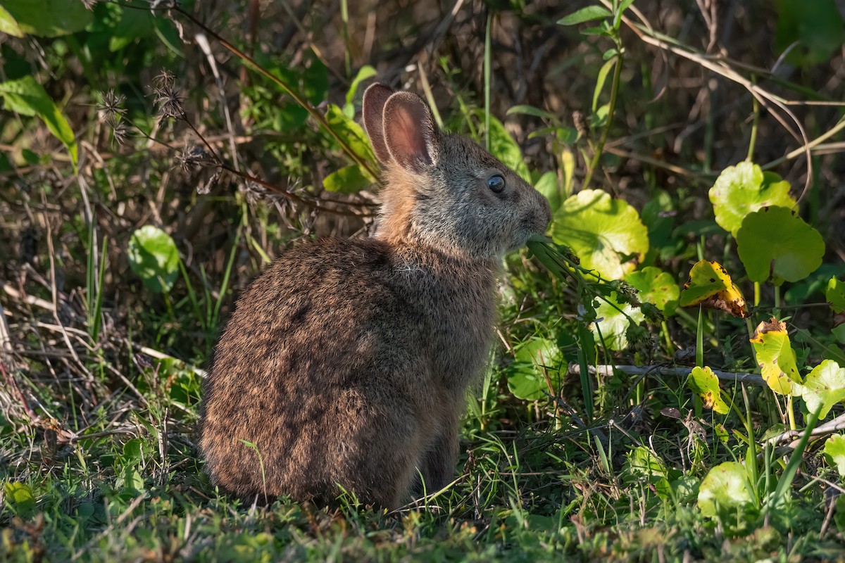 Marsh Rabbit - ML646402774