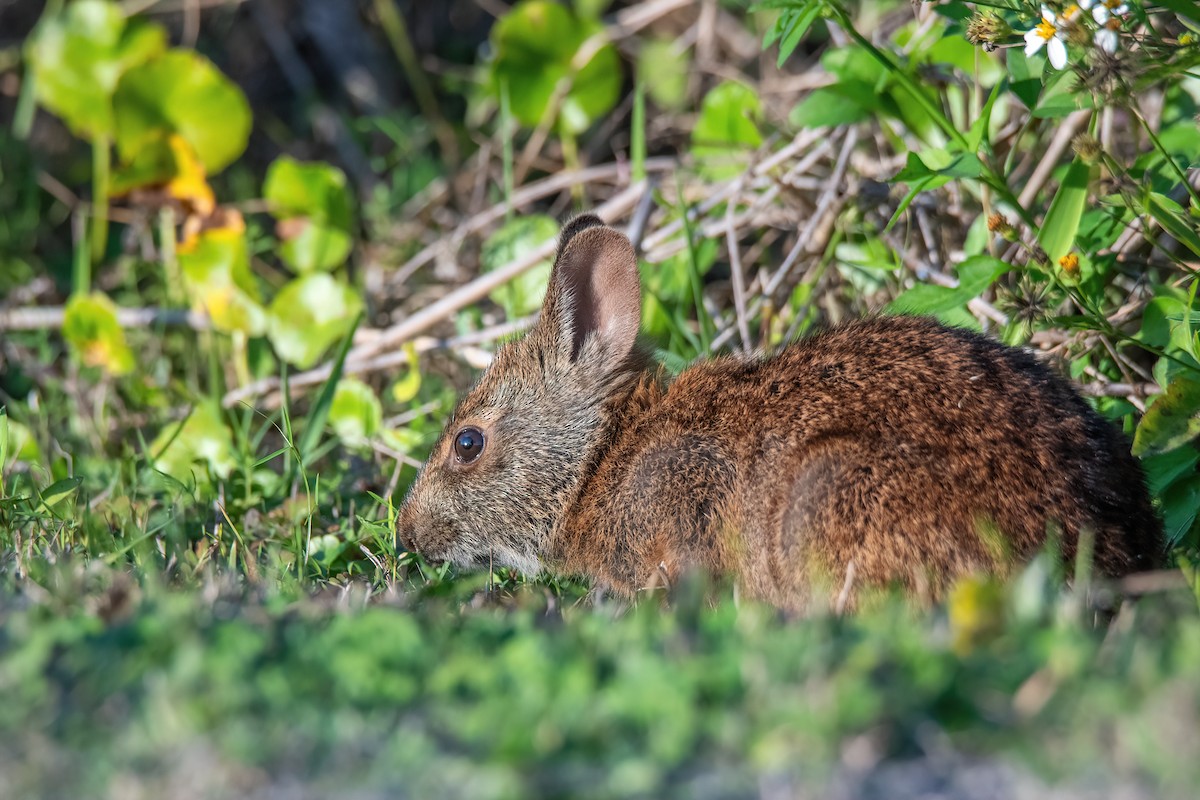 Marsh Rabbit - ML646402775