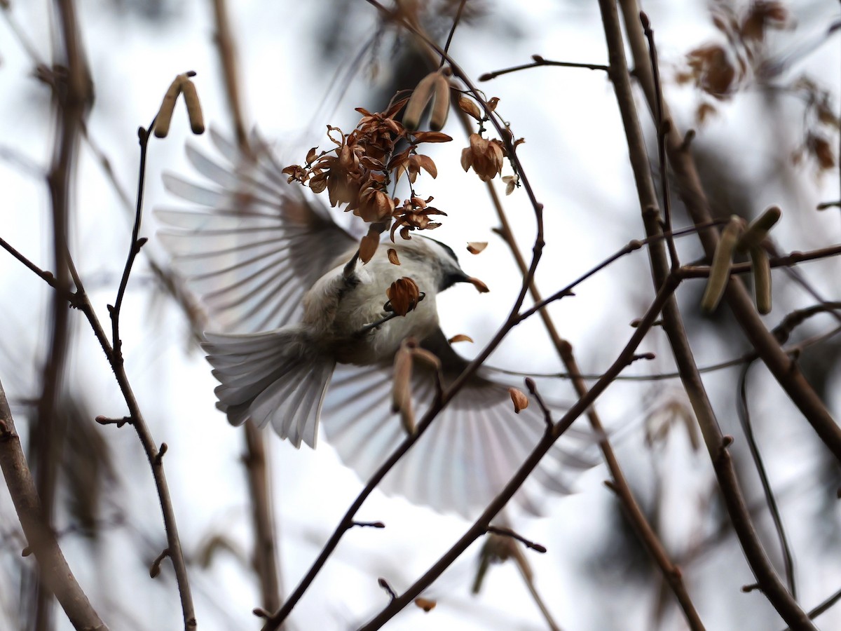 Marsh Tit - ML646402776