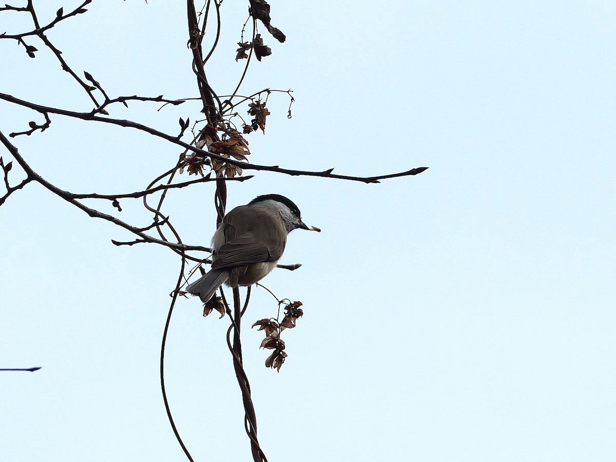 Marsh Tit - ML646402777