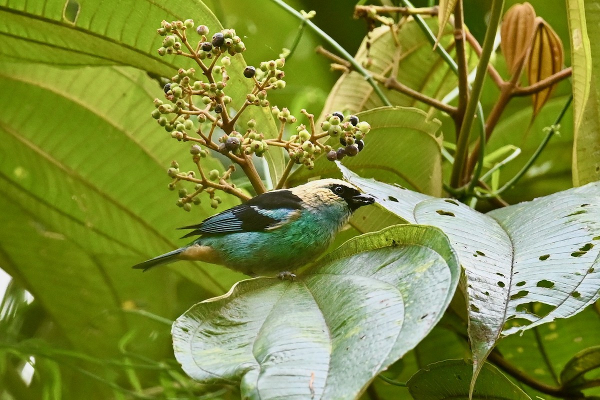 Metallic-green Tanager - ML646402781