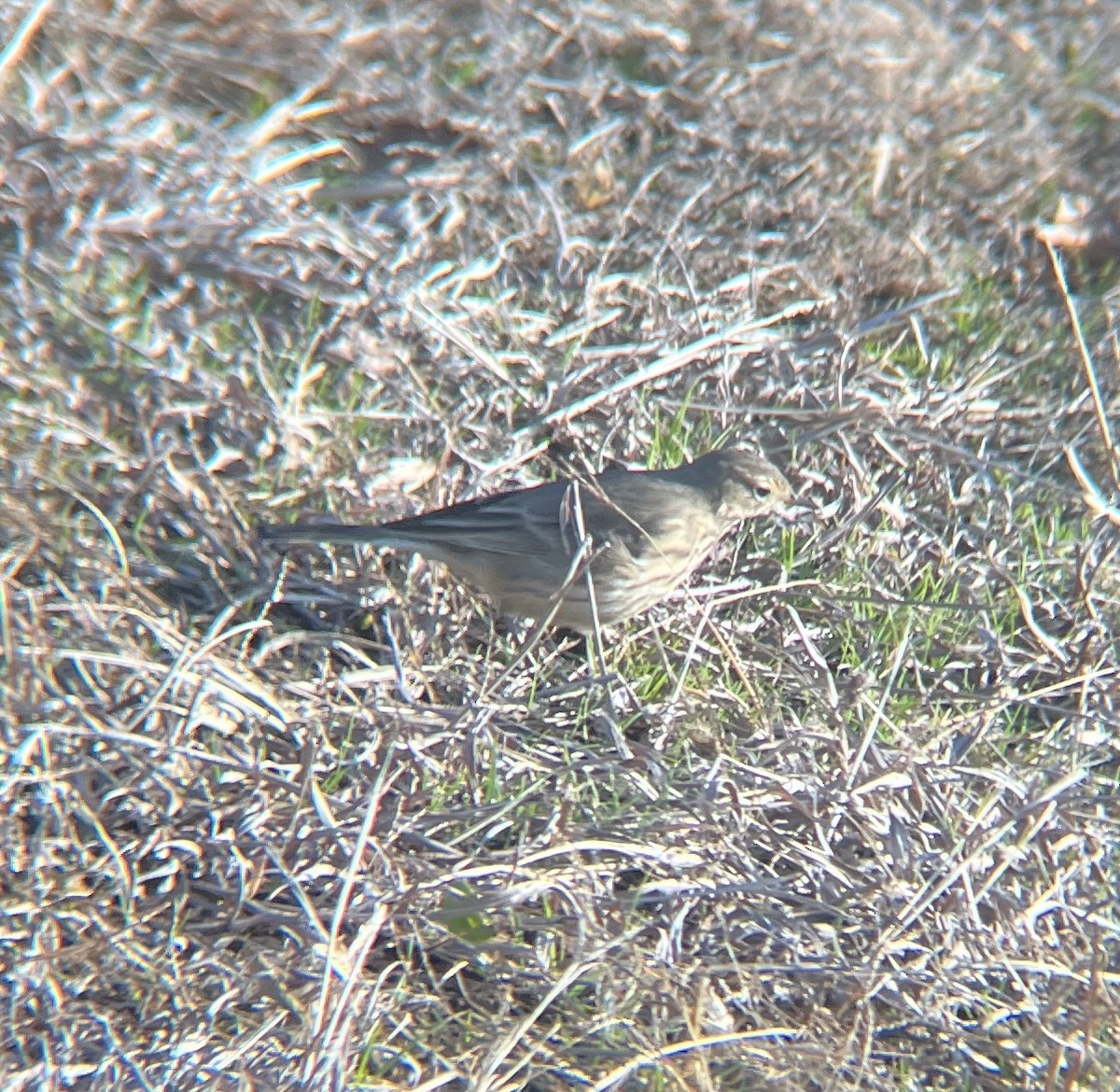 American Pipit - ML646402784