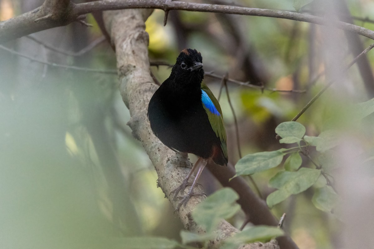 Rainbow Pitta - ML646402786