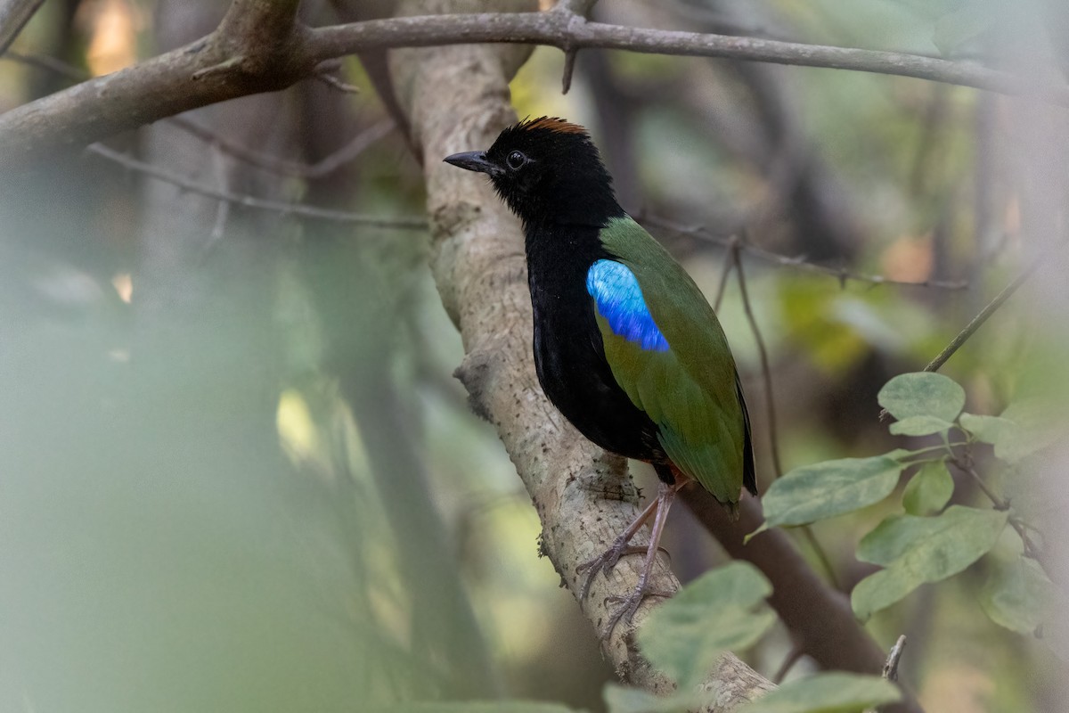 Rainbow Pitta - ML646402787