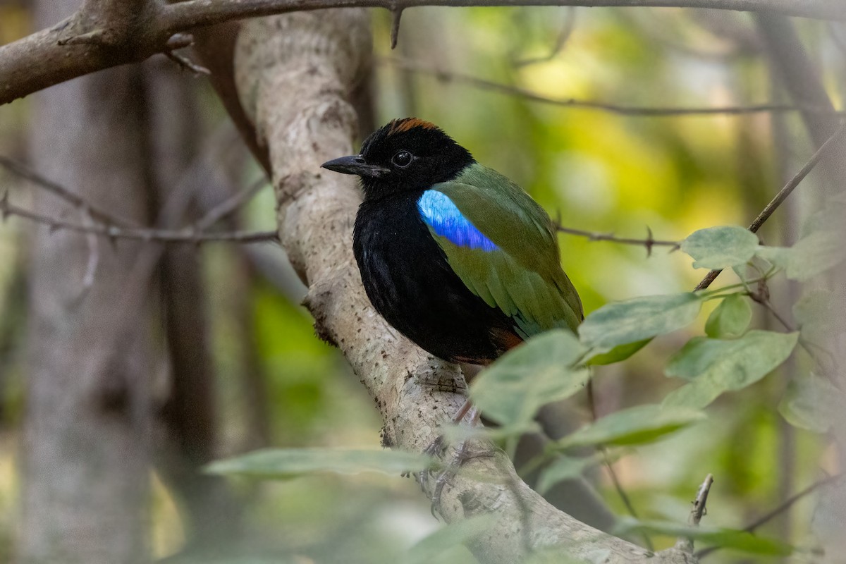 Rainbow Pitta - ML646402788