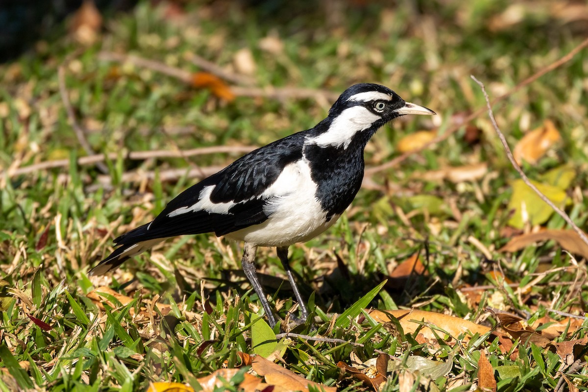 Magpie-lark - ML646402796