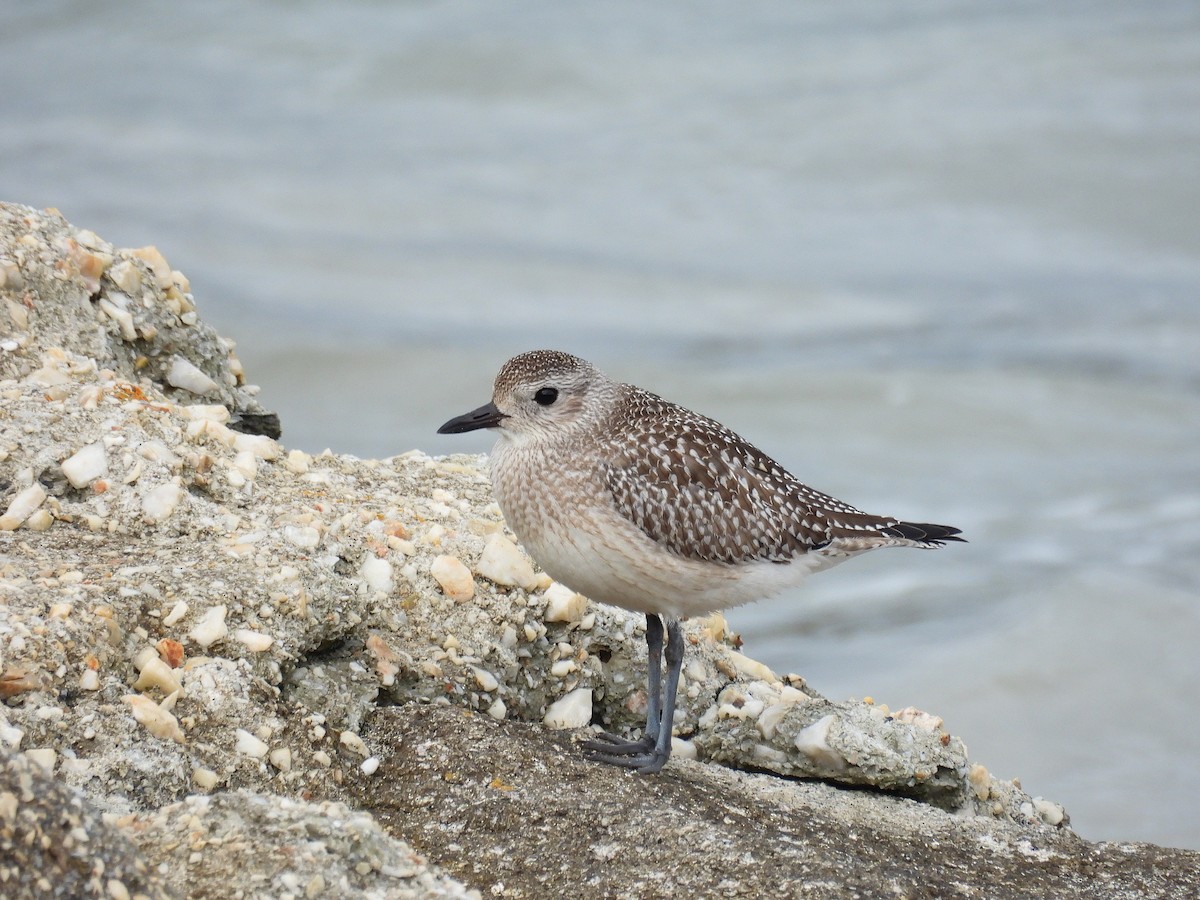 ダイゼン - ML646402797