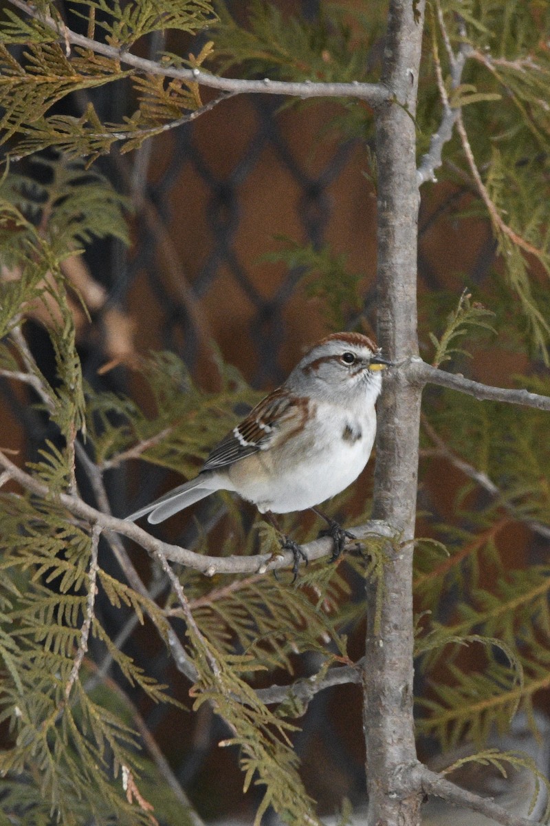 American Tree Sparrow - ML646402798