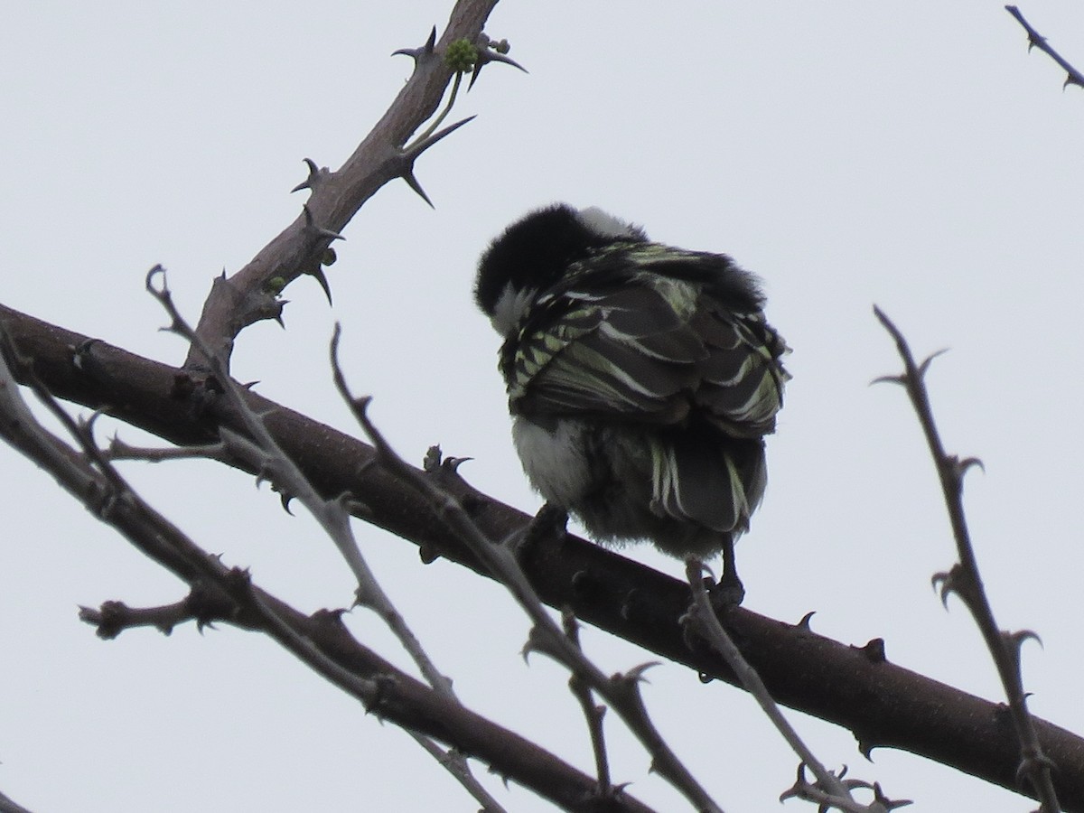 Pied Barbet - ML646402799
