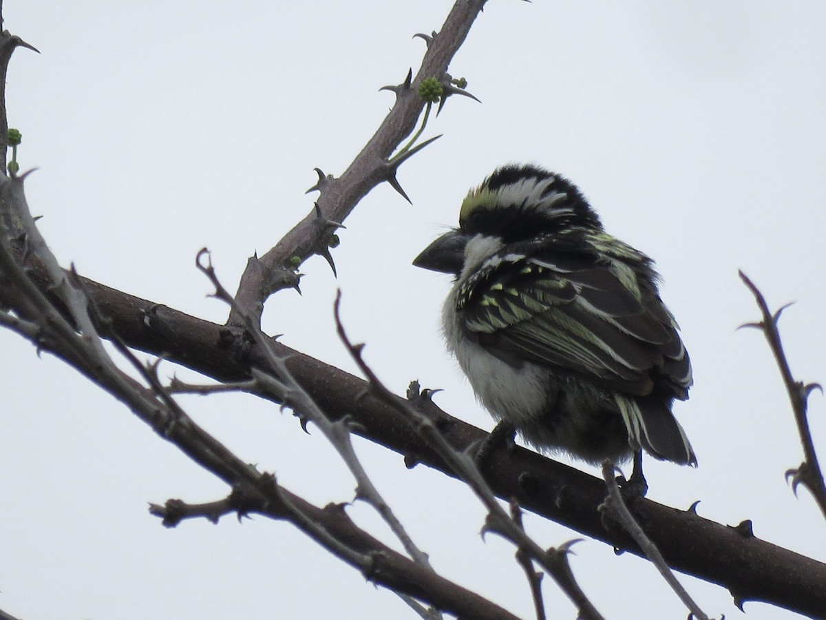 Pied Barbet - ML646402800