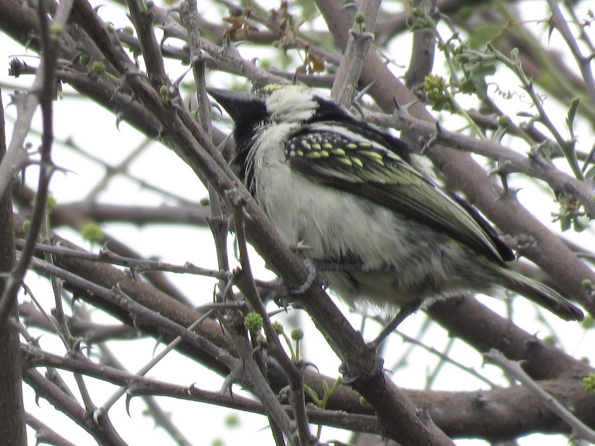 Pied Barbet - ML646402801