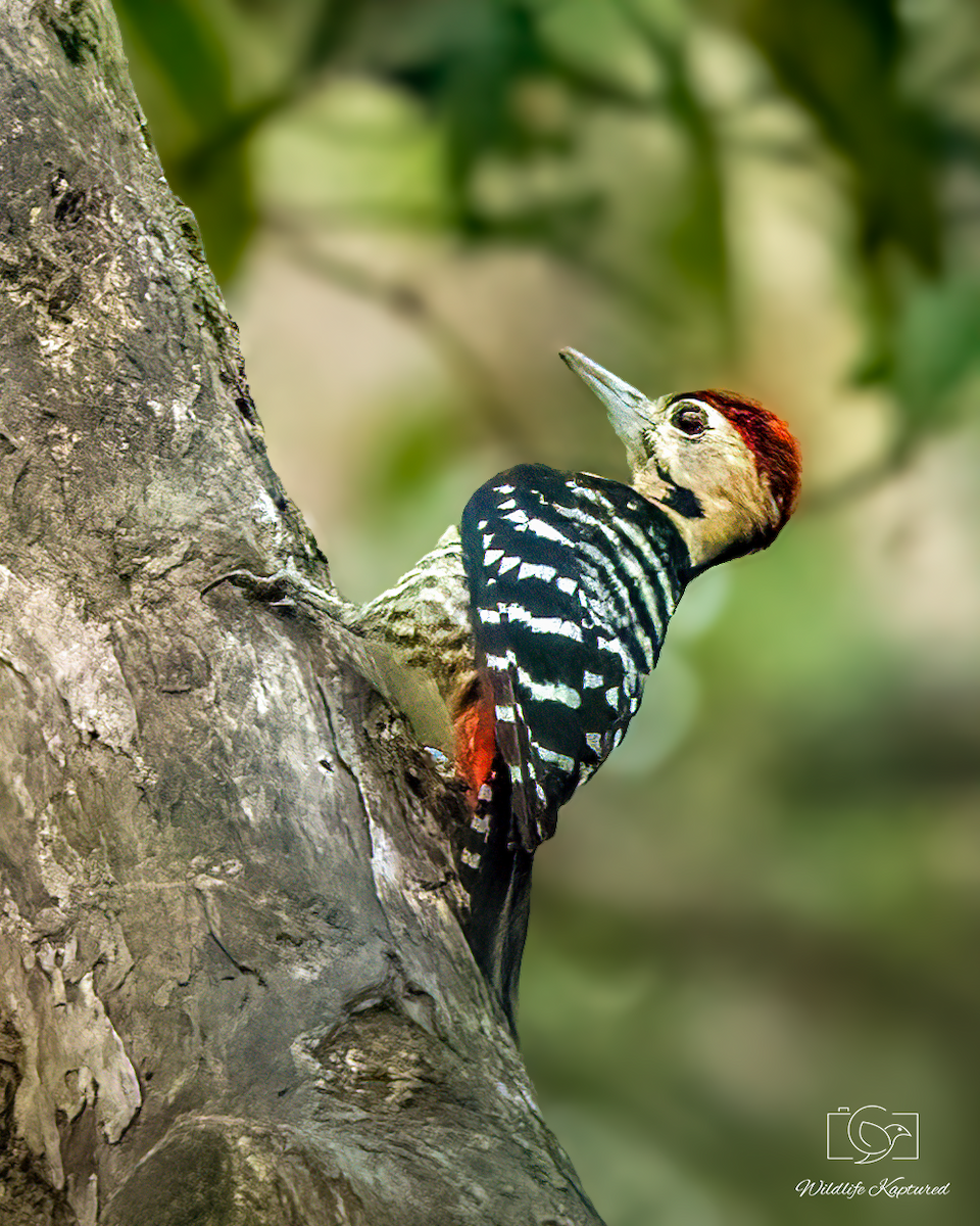 Fulvous-breasted Woodpecker - ML646402802