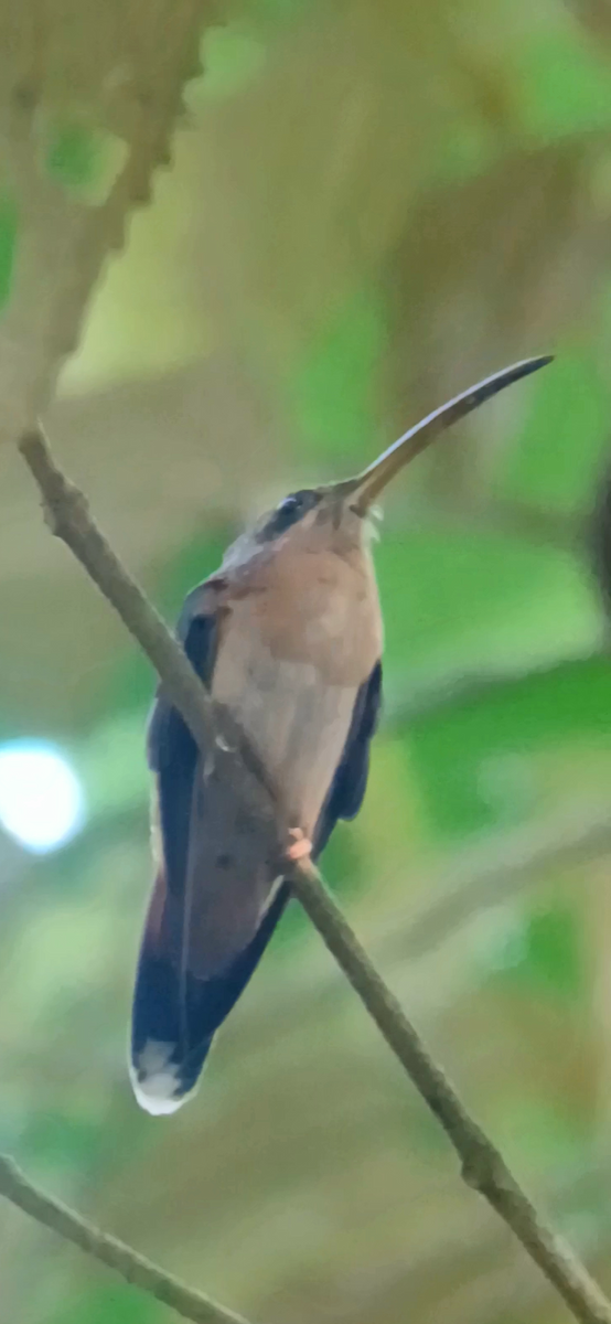 Bronzy Hermit - ML646402805