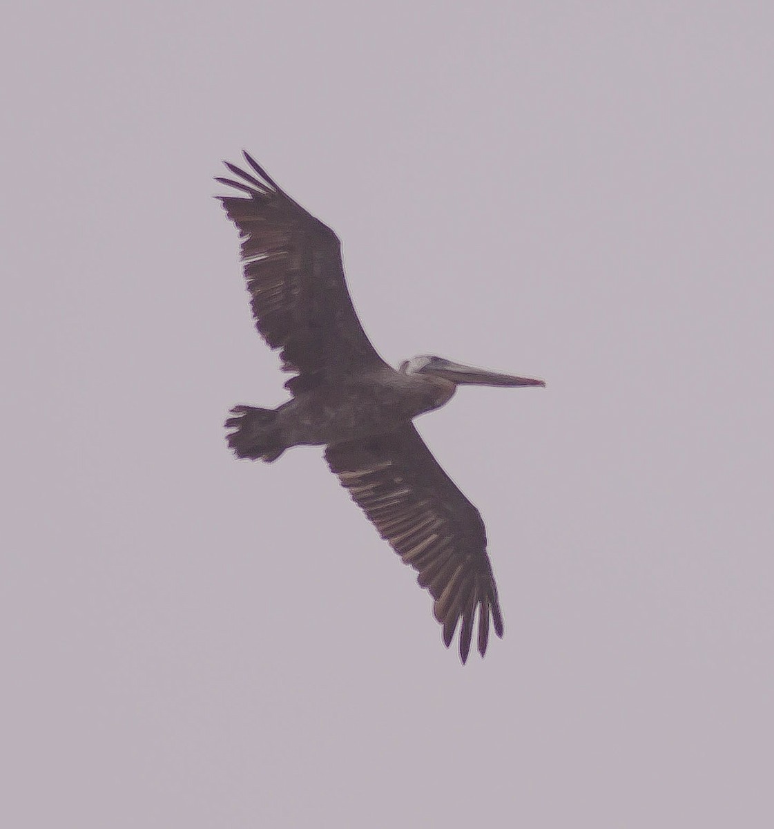 Pélican brun - ML646402806