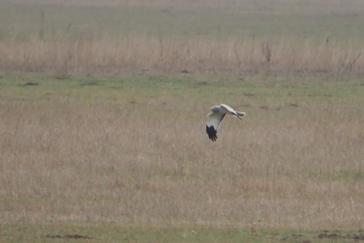 Hen Harrier - ML646402809