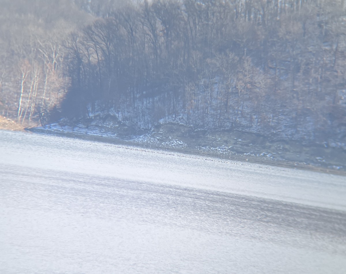 duck sp. - ML646402812