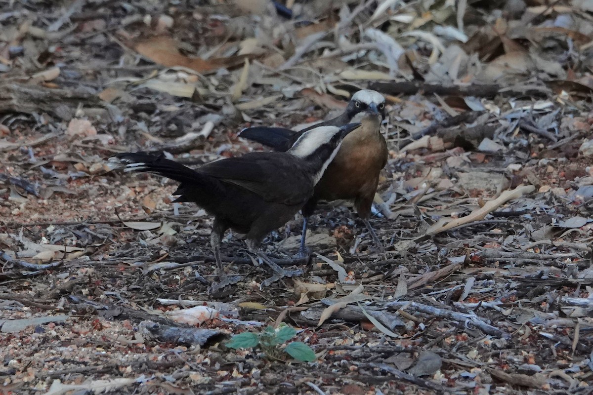 オーストラリアマルハシ - ML646402818