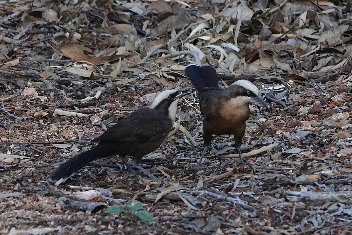 オーストラリアマルハシ - ML646402819