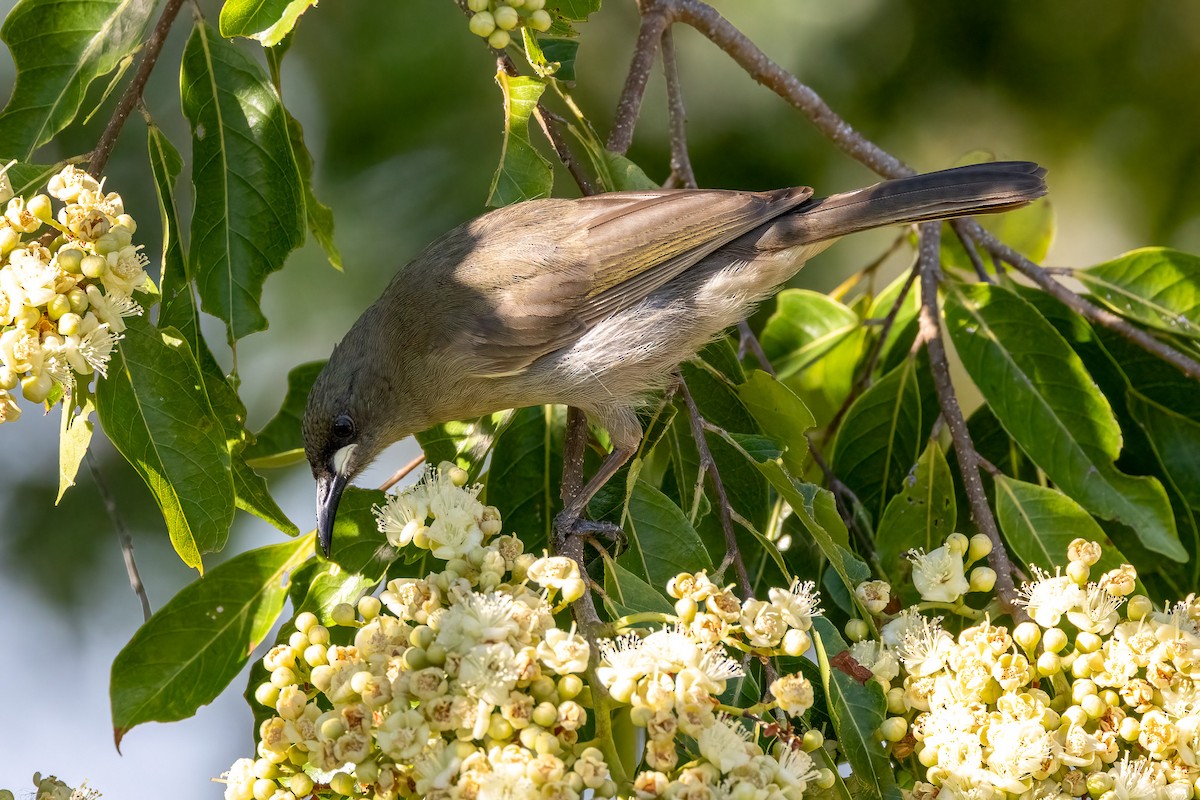 White-gaped Honeyeater - ML646402820