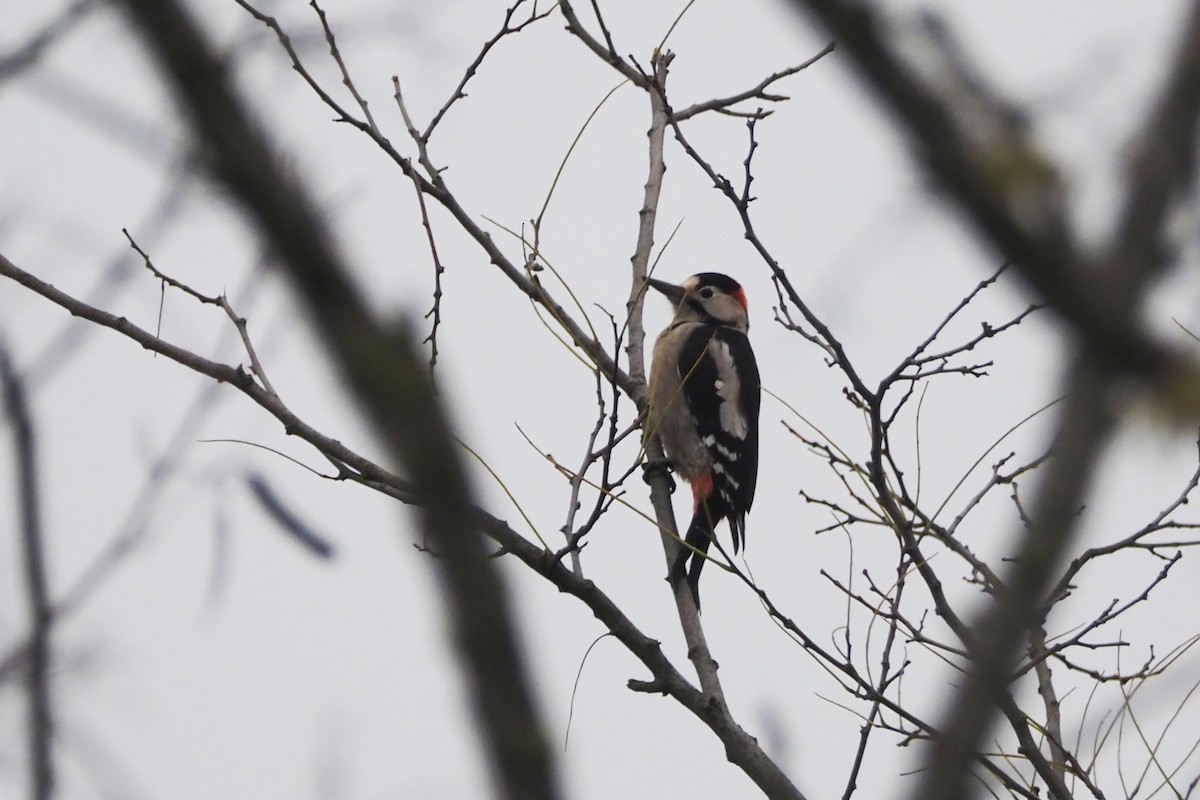 Syrian Woodpecker - ML646402821
