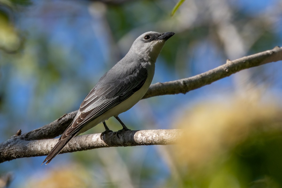 White-bellied Cuckooshrike - ML646402823
