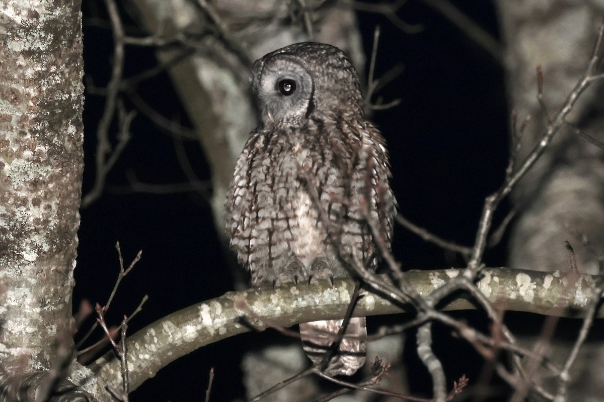 Allocco - ML646402827