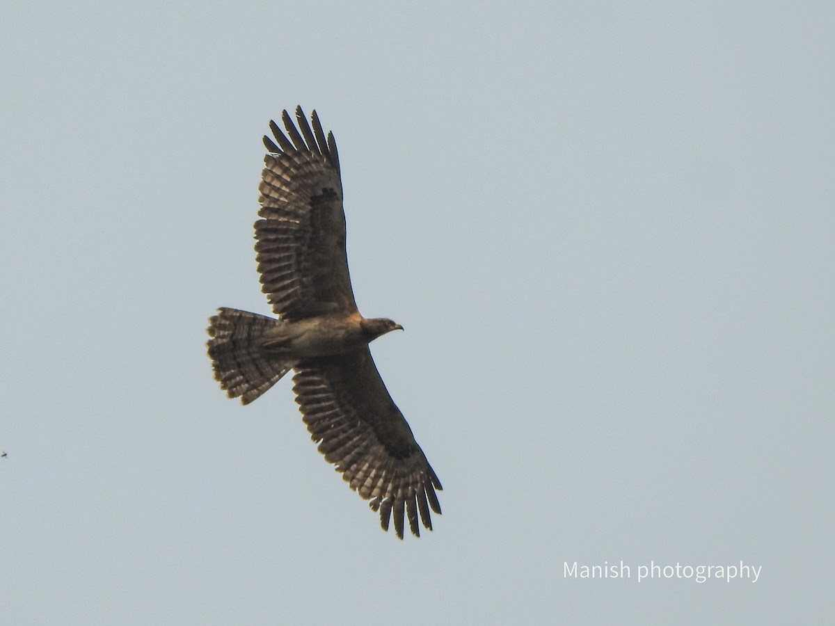 Bondrée orientale - ML646402829