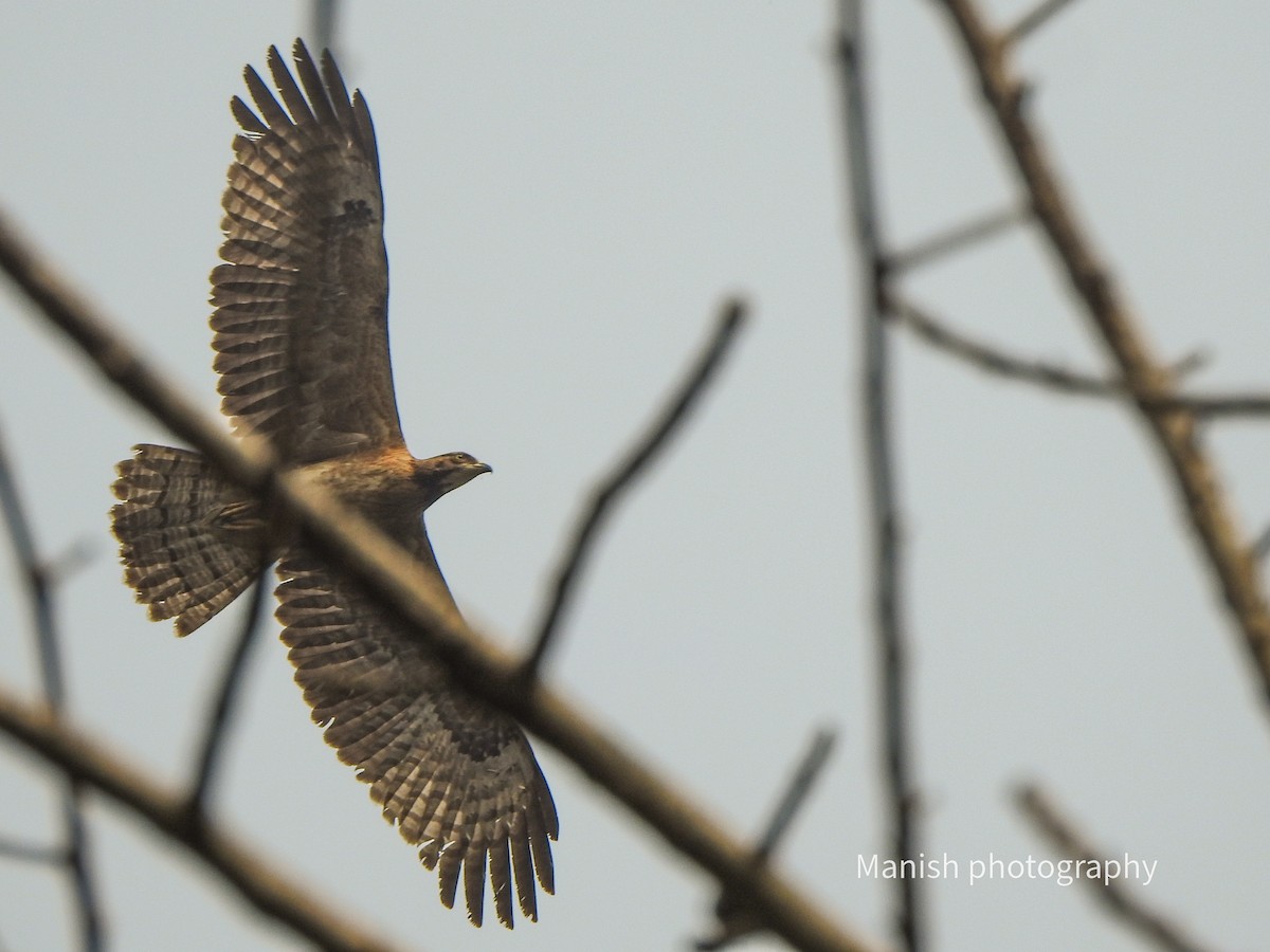Bondrée orientale - ML646402830