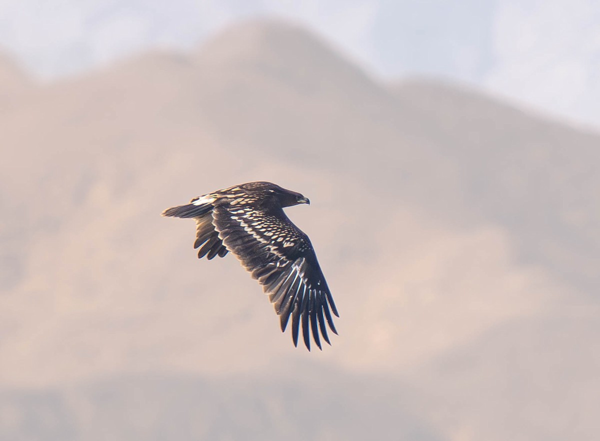 Greater Spotted Eagle - ML646402842