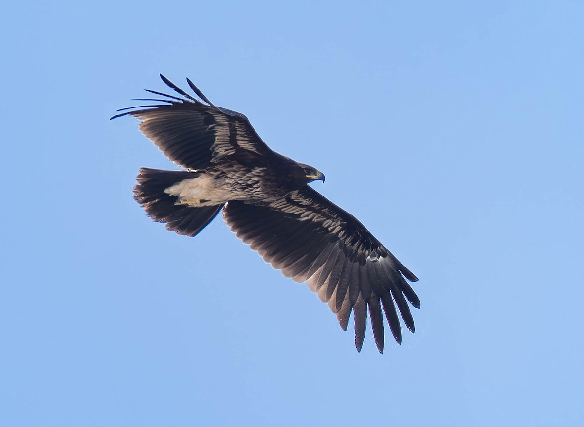 Greater Spotted Eagle - ML646402843