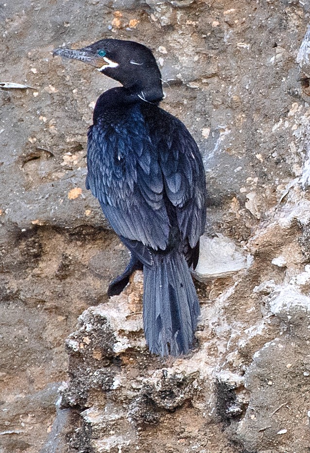 Neotropic Cormorant - ML646402845