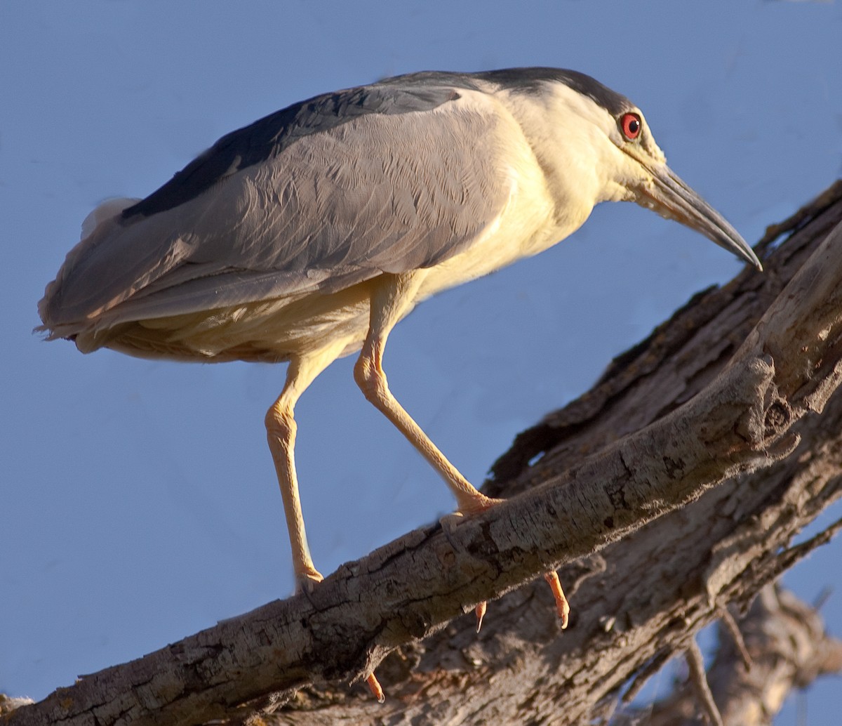 Bihoreau gris - ML646402846