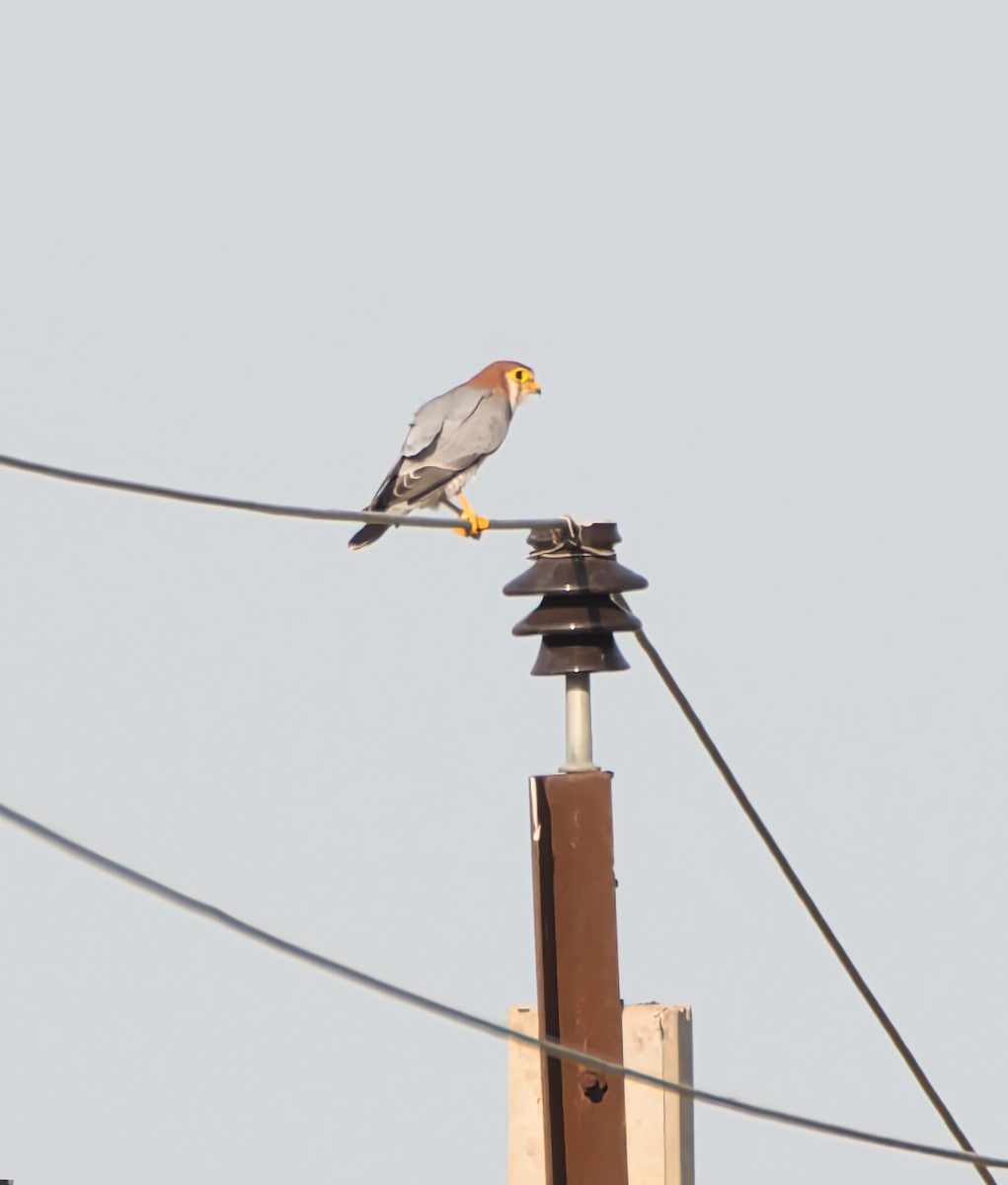 Red-necked Falcon - ML646402847